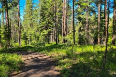 Sumpter-Valley-Railroad-Site-Thick-green-woods