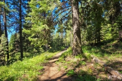 Sumpter-Valley-Railroad-Site-Tree-and-trail