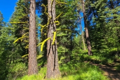 Sumpter-Valley-Railroad-Site-mossy-branches