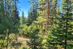 Sumpter-Valley-Railroad-Site-thick-woods