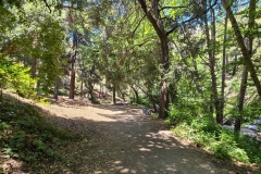 Switzer-Falls-Canopy-near-start