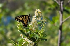 Sylvan-Lake-Loop-Butterfly