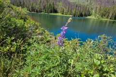 Sylvan-Lake-Loop-Flower