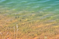 Sylvan-Lake-Loop-clear-water