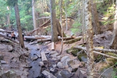 Tamanawas-Falls-woods