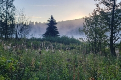 Trillium-Lake-Hike-Flowers-in-the-woods