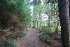 Trillium-Lake-Hike-artsy-woods