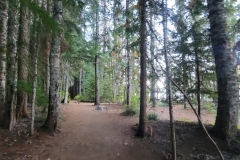 Trillium-Lake-Hike-in-the-woods