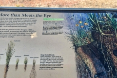Wind-Cave-Prairie-Trail-more-than-meets-infographic