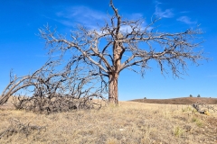 Wind-Cave-Prairie-Vista-Trail-broken-tall-tree