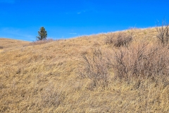 Wind-Cave-Prairie-Vista-Trail-tall-grasses
