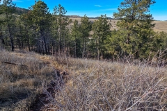 Wind-Cave-Prairie-Vista-Treeline-downhill
