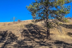 Wind-Cave-Prairie-Vista-tree-on-first-hill